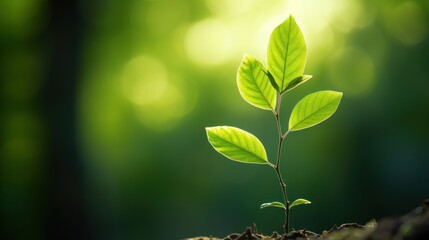 Wall Mural - green tree standing tall in a lush forest, with a dreamy bokeh background