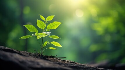 Wall Mural - green tree standing tall in a lush forest, with a dreamy bokeh background