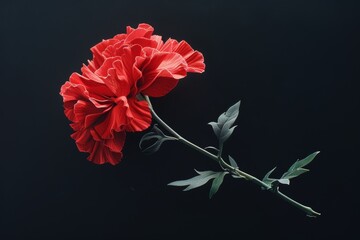 Wall Mural - Red carnations on black background