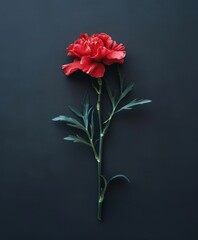 Wall Mural - Red carnations on black background