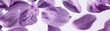 Abstract representation of violet petals segmented and floating freely, using negative space to explore the flowers symbolism of modesty and fidelity