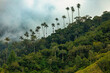 Andean wax palms, Ceroxylon, genus of plants in family Arecaceae. Nature landscape of tall wax palm trees in Valle del Cocora Valley. Salento, Quindio department. Colombia mountains landscape.