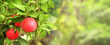Horizontal banner with apple tree on morning sunny background. Ripe red apples hanging from a tree branch in an apple orchard. Apple hanging from a tree branch in organic farm. Copy space for text