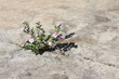 Plant growing through cracked asphalt. Small plant with flowers grows in concrete. Hopeful view of life as a struggle, strength, power and determination of nature to thrive in challenging environments