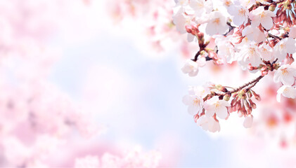 Aufkleber - Horizontal banner with sakura flowers of pink color on blue sky backdrop. Beautiful nature spring background with a branch of blooming sakura. Sakura blossoming season in Japan