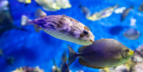 Canvas Print - Tropical fish in an aquarium on a blue background, close-up