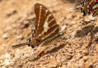 Wall Mural - Butterflies sit on the ground in nature