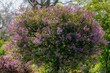 Selective focus of branches of purple flowers in the garden, Common Lilac with green leaves, Syringa vulgaris is a mainstay of the spring landscape in northern and colder climates, Nature background. 