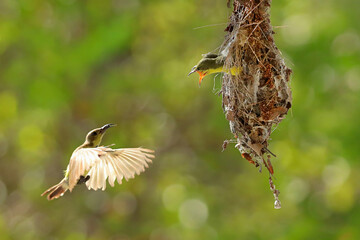 Olive-backed sunbird feeding the chick with green nature background.