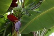 Tropical plant with green leaves and ripening bananas outdoors