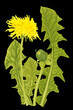 illustration of yellow dandelion flowers and green leaves on a black background