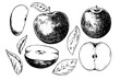 Apple set vintage vector food drawing	