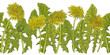 horizontal seamless illustration of yellow dandelion flowers and green leaves on white background
