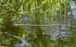 Grass snake, Natrix natrix. A snake floating down the river