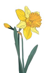Poster - A beautiful yellow daffodil flower on a plain white background. Perfect for spring-themed designs