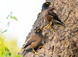 Little birds perching on a tree. Common myna bird
