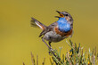© ADDICTIVE STOCK - Bluethroat bird singing on a sunny day