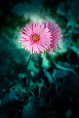 Sticker - Pink gerbera flowers with water drops