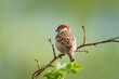 closeup of a House sparrow standing on a tree....