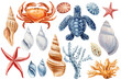 Seashell, starfish, turtle, crab and coral watercolor clipart Beautiful Marine design elements isolated white background