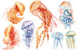 Set Jellyfish isolated white background. Watercolor tropical jellyfish aquatic design, underwater wildlife, cute animal