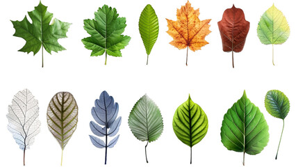 Wall Mural - Set of autumn leaves PNG transparent background
