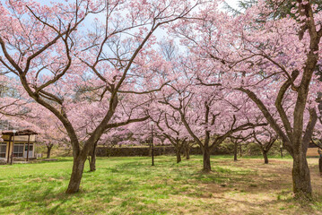 Wall Mural - Sakura cherry blossoms in full bloom at the Takato Castle Park in Nagano Prefecture, one of the Japan's Top 100 Cherry Blossom Spots.