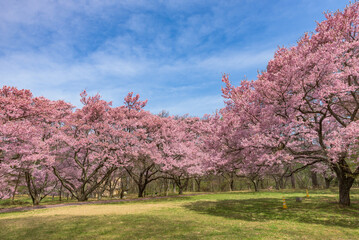 Wall Mural - Sakura cherry blossoms in full bloom at the Takato Castle Park in Nagano Prefecture, one of the Japan's Top 100 Cherry Blossom Spots.