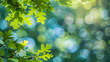 Green leaves and oak tree branches with a bokeh background