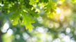 Green leaves and oak tree branches with a bokeh background