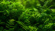 Ferns in the forest, green fern leaves, nature background, closeup