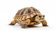 © Nittaya - Turtle isolated on a white background.