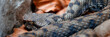 Europäische Hornotter (Vipera ammodytes) auch Sandviper, Giftschlange, Panorama 