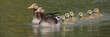 Graugans (Anser anser) Entenfamilie schwimmt auf dem Wasser, Panorama 