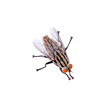 fly insect on a white,isolated