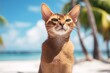 Lifestyle portrait photography of a funny abyssinian cat grooming in front of beach background