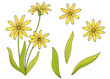Arnica flower plant graphic color isolated sketch illustration vector