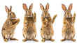  set of four brown rabbits isolated  on white background