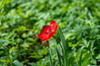 A blooming tulip bud against a background of blurred greenery.