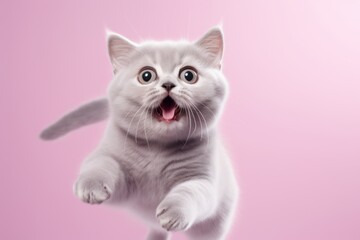 Wall Mural - Close-up portrait photography of a happy british shorthair cat jumping isolated in pastel or soft colors background