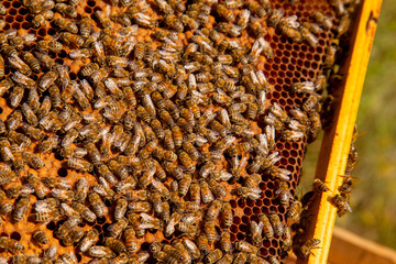 Wall Mural - Working bees in a hive on honeycomb. Bees inside hive with sealed and open cells for their young..