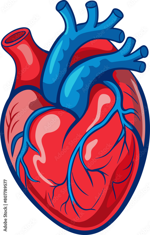 anatomical heart red with blood vessels right ventricle receives ...