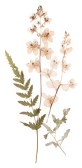Wall Mural - PNG  Real Pressed a Wildflowers plant leaf herb.