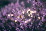 Fototapeta Na drzwi - lavender flowers in the field