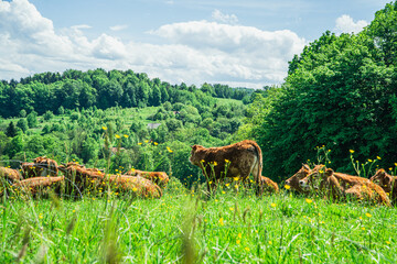 Fototapeta krowy na pastwisku w górach wiosną, podczas pięknej słonecznej pogody