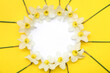 Composition with daffodil flowers and round blank card on yellow background. Top view