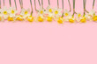 Composition with narcissus flowers on pink background. Top view