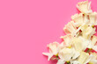 Composition with daffodil flowers on pink background. Top view