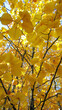 A tree with yellow leaves is the main focus of the image