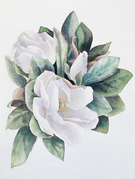 White magnolia. Watercolor illustration on a white background.
Illustration for greeting cards, printing and other design projects.
 Bouquet with flowers and leaves, white flowers composition isolated